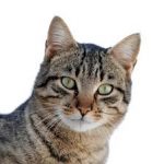 Τροφές Γάτας